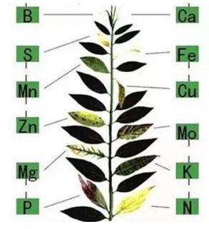 医用中文字幕麻豆分析微量元素对作物生长的作用